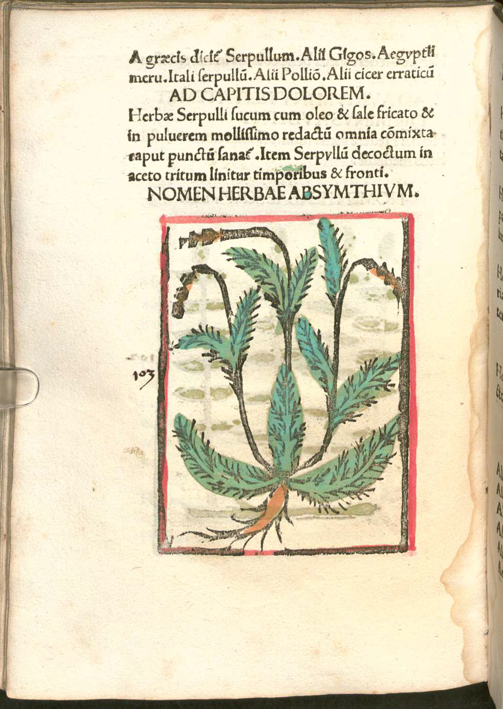 Detail of page from Herbarium apulei with illustration of herb.  Please click to view entire image.
